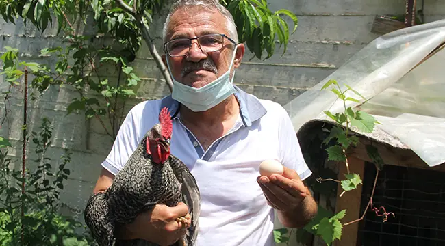 2 aydır yumurtlayan horoz sahibini şaşırttı