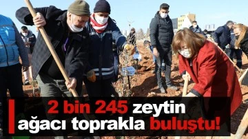 2 bin 245 zeytin ağacı toprakla buluştu!