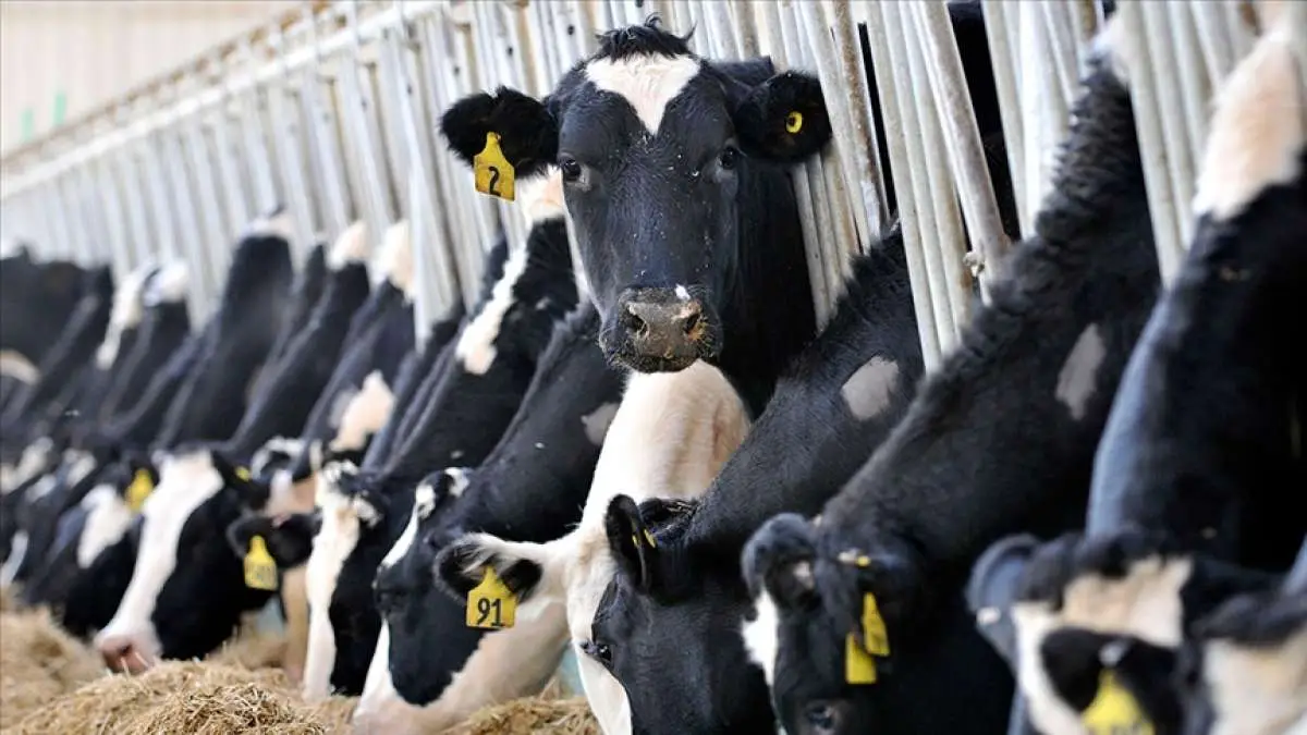 2020 yılında dünya genelinde süt üretimi ve süt ürünleri ticareti arttı