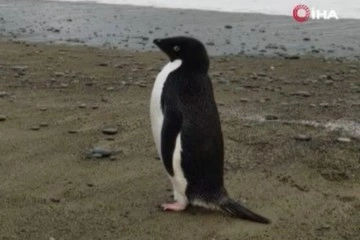 3 bin kilometre yol kat eden penguen Yeni Zelanda kıyılarında bulundu