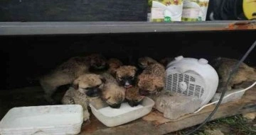 4 gün önce anneleri ölen 11 yavru köpeğe Mehmetçik şefkati