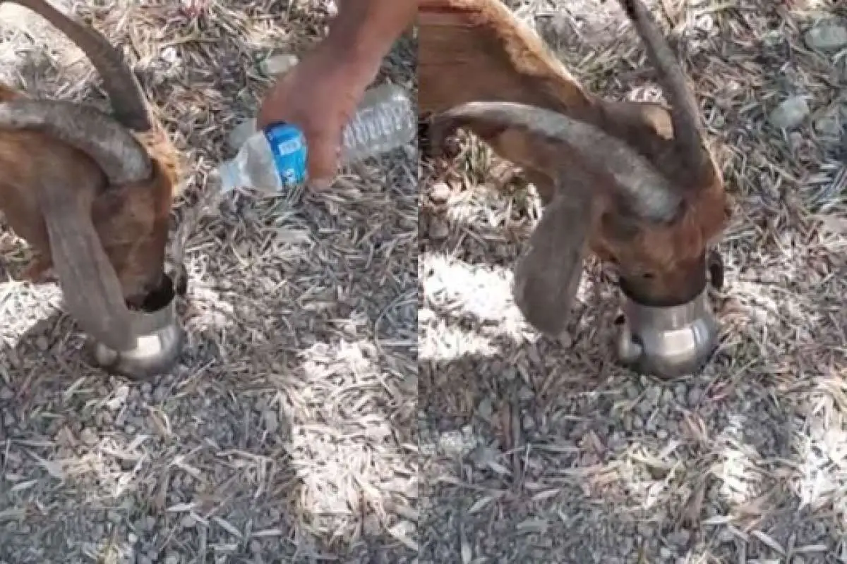 6 gün alevlerin arasında kalan keçi, litrelerce suyu kana kana içti