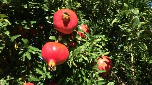 9 ülkeye ihraç edilen narın hasadı başladı