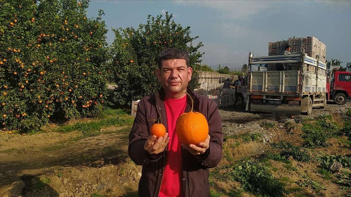 Adana'da 1 kilo 260 gramlık portakal görenleri şaşırttı