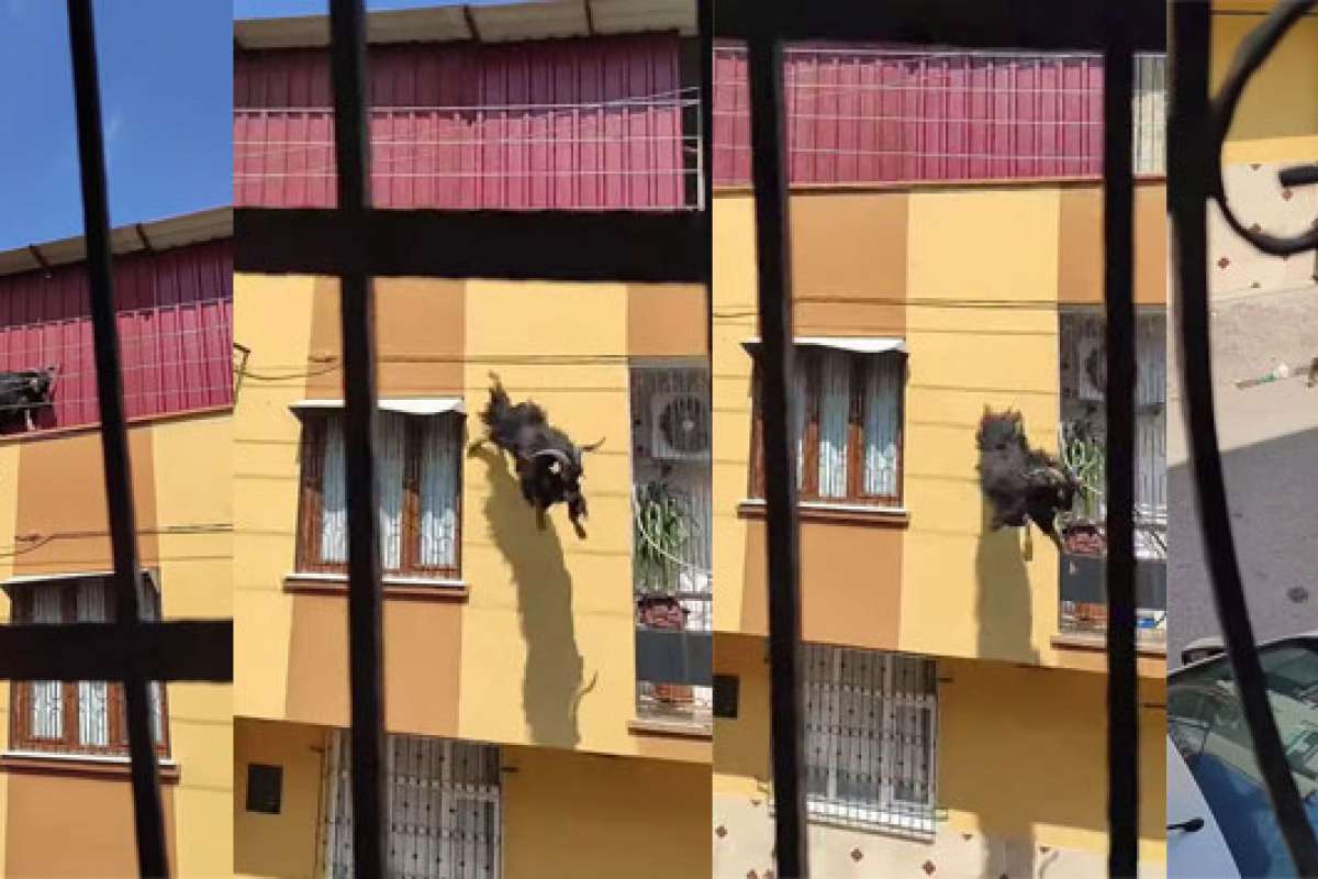 Adana'da kurbanlık keçi çatıdan düştü