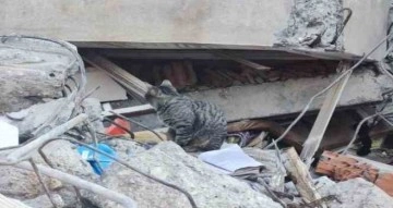 Adıyaman’da deprem sonrası kediler enkazı terk etmiyor