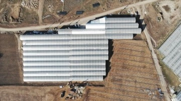 Afyonkarahisar'da artan jeotermal sera yatırımları &uuml;lke ekonomisine katkı sağlıyor