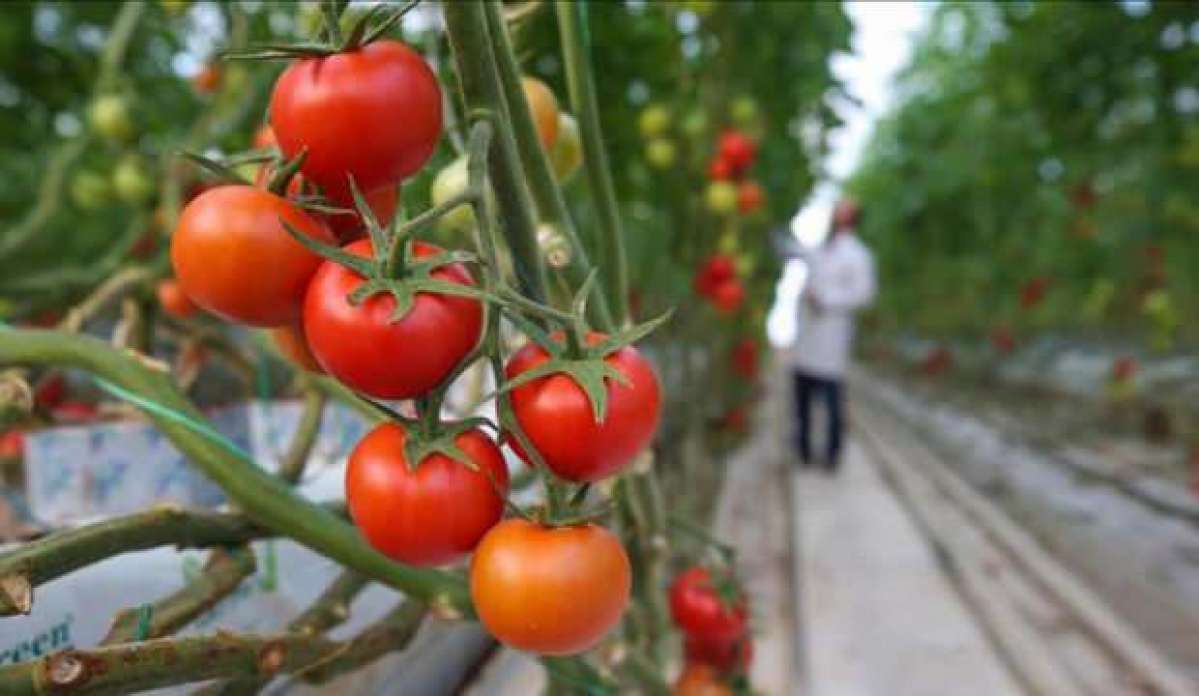 Afyonkarahisar'dan 30 ülkeye "salkım domates" ihracatı