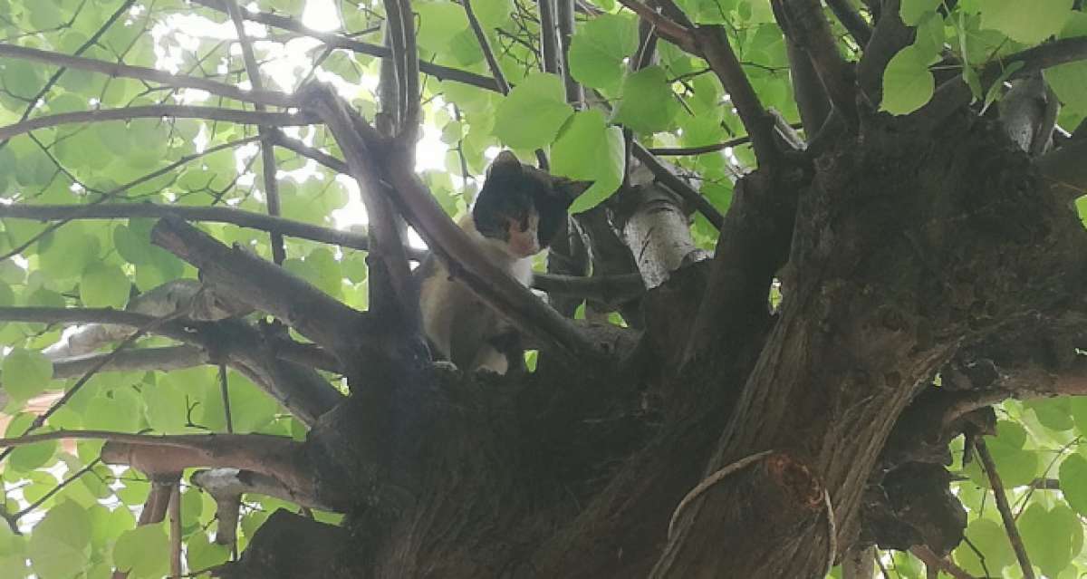 Ağaçta kalan kediyi itfaiye kurtardı