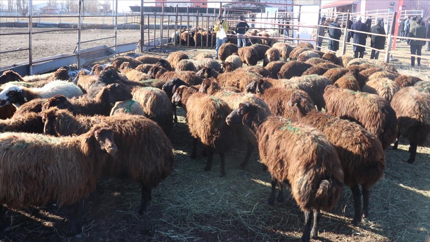 Ağrı'da '5 Yılda 750 Bin Koyun Projesi' ile çiftçiler koyunlarını almaya başladı
