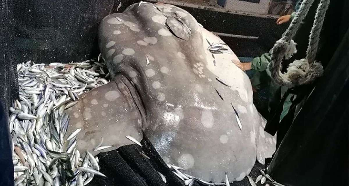 Akdeniz'de nadir görülen ‘ay balığı' Adana'da ağlara takıldı