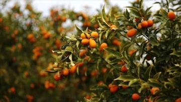 Alanya'da kamkat tropikal meyvecilerin ara &uuml;r&uuml;n&uuml; oldu