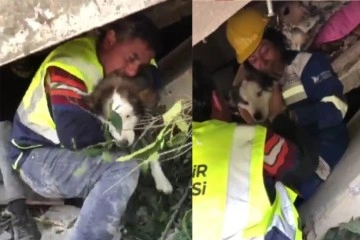'Aleks' adlı köpek depremden 23 gün sonra Hatay'da enkazdan çıkarıldı