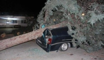 Amasya&rsquo;da fırtınanın söktüğü ağaç, minibüsün üstüne devrildi