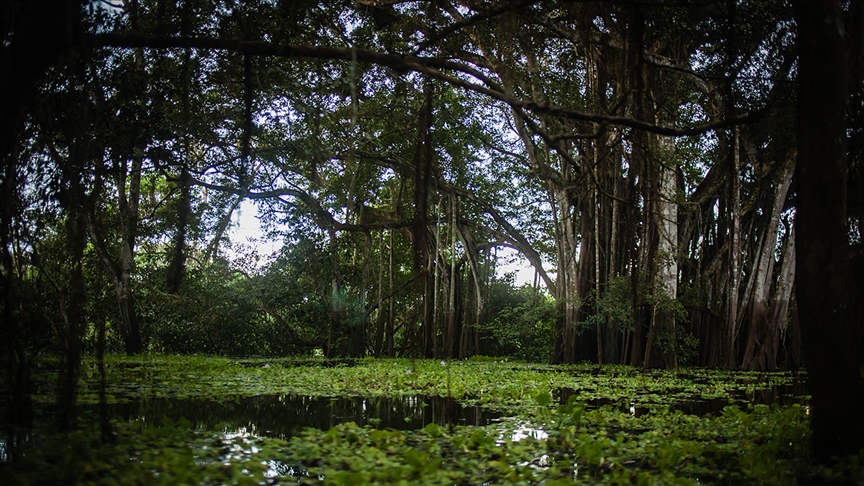Amazon yağmur ormanlarındaki kayıp 'son 12 yılın en yüksek seviyesine' çıktı