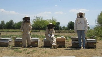 Anadolu arısı zehrinin kalitesi araştırılıyor