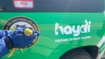 Anadolu Otoyolu'nda yolcu otobüsünde 9 istilacı yeşil papağan ele geçirildi