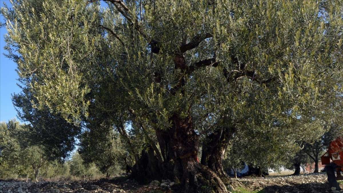 Anıt zeytin ağaçlarına sahip Soma zeytincilikte atağa geçiyor