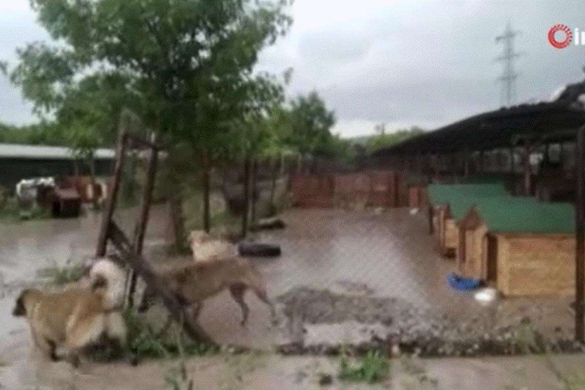 Ankara'da hayvan barınağı sular altında kaldı