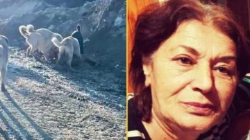 Ankara'da sokak köpeği vahşeti: Yürüyüş yapan kadın ağır yaralandı