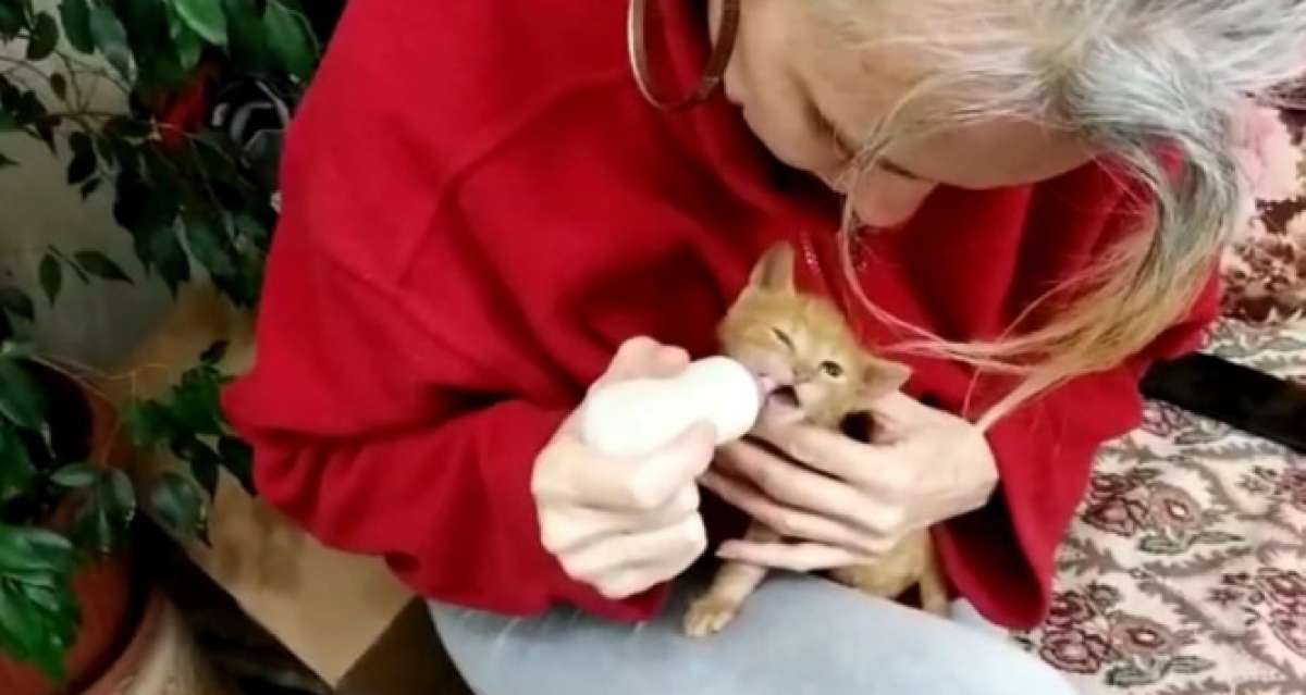 Annesi ölen yavru kediyi biberonla besliyor
