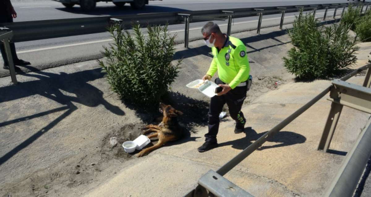Antalya'da yaralı köpeğe trafik polisi şefkati