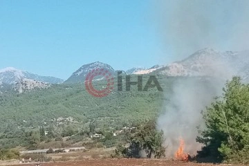 Antalya'da zeytinlikte yangın