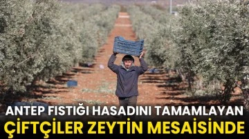 Antep fıstığı hasadını tamamlayan çiftçiler zeytin mesaisinde