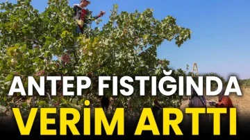 Antep fıstığında verim arttı