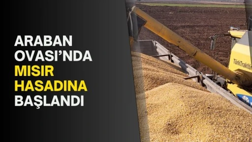 Araban Ovası’nda mısır hasadına başlandı
