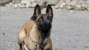 Arama kurtarma köpeği "Rita", deprem bölgesinde 3 kişi ile bir kediyi kurtardı