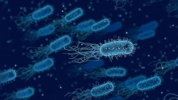 Araştırma: Yeni keşfedilen bakteri türü TC1, sıtmanın insanlara bulaşmasını engelleyebilir