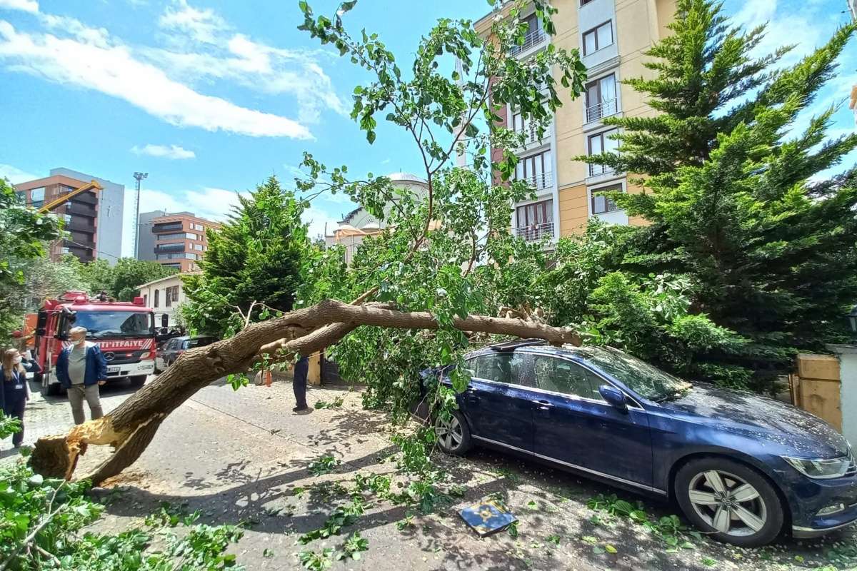 Ataşehir'de çürüyen ağaç arabanın üstüne devrildi