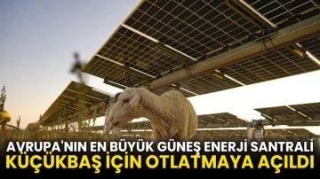 Avrupa'nın en büyük güneş enerji santrali küçükbaş için otlatmaya açıldı
