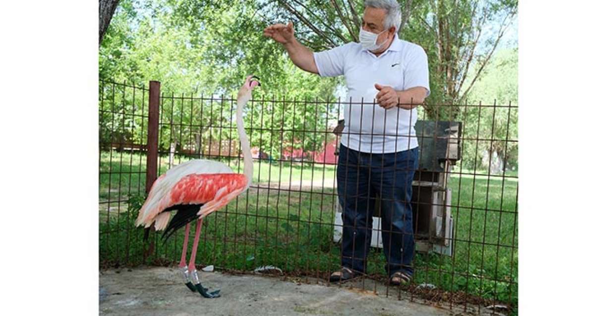 Ayağı yanan flamingoya protez bacak yaptı