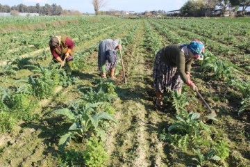 Aydın&rsquo;da &ccedil;apacı kadınlar yevmiyelerin d&uuml;ş&uuml;kl&uuml;ğ&uuml;nden dert yandı