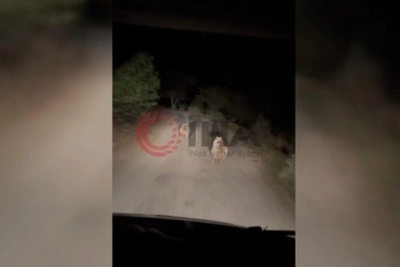 Ayılar köyün içinde otomobilin ışığıyla süratle koştu