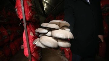 Balıkesirli kadın girişimci serasında yılda 4 ton istiridye mantarı üretiyor