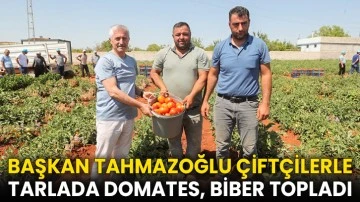 Başkan Tahmazoğlu Çiftçilerle Tarlada Domates, Biber Topladı