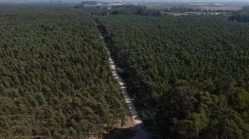 Bataklığı kurutmak için dikilen okaliptusların bulunduğu bölge endüstriyel ormana dönüştü