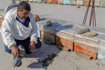 Batman&rsquo;da yaşanan kuraklık milyonlarca arının telef olmasına neden oldu