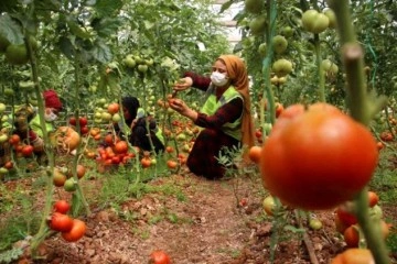 Belediye serasında yetiştirilen domatesler ihtiyaç sahiplerine dağıtılıyor