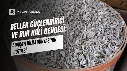 Bellek Güçlendirici ve Ruh Hali Dengesi: Adaçayı Bilim Dünyasının Gözdesi