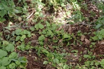 Bestler Dereler kırsalında EYP düzeneği ele geçirildi