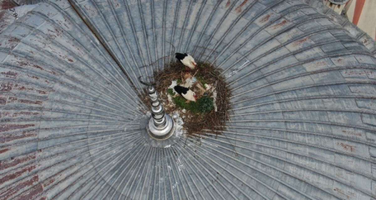 Beykoz'da leylekler 6 yıldır aynı caminin kubbesine yuva yapıyor