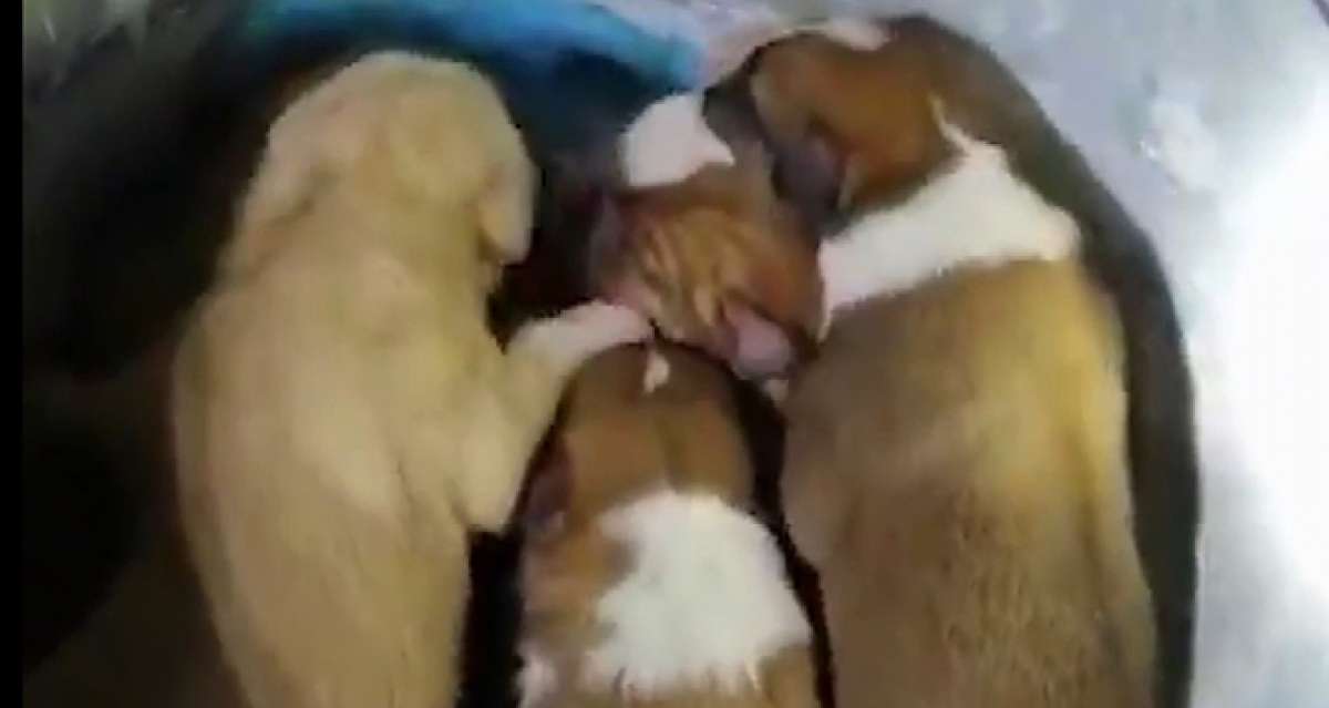 Beykoz'da yeraltı çöp konteynerine atılan 7 yavru köpek, itfaiye tarafından kurtarıldı