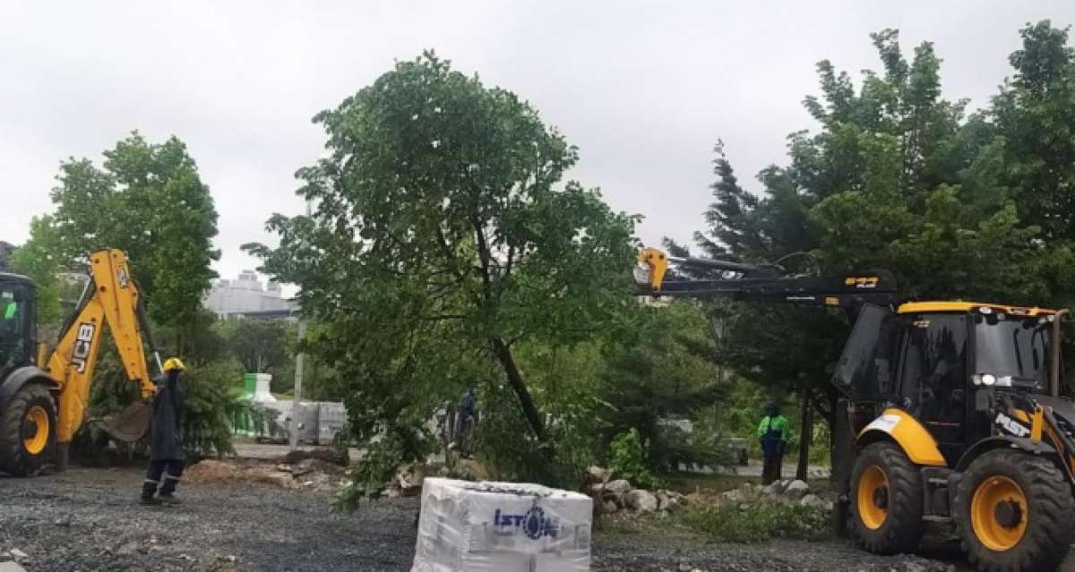 Beylikdüzü'nde belediye ekiplerinin 160 ağacı söktüğü iddiası tepki topladı