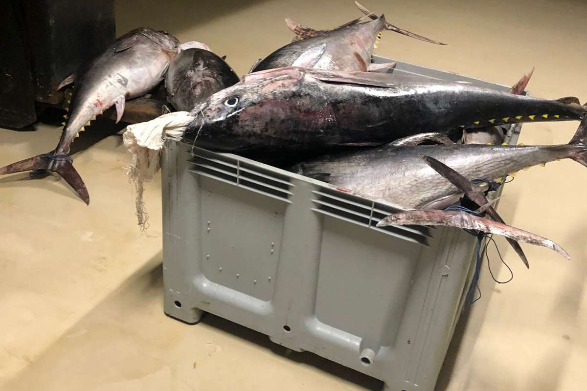 Beylikdüzü'nde yasak dönemde avlanan bin 600 kilo orkinos balığına el konuldu
