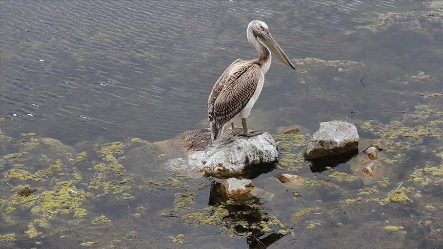 Beyşehir Gölü Milli Parkı’nın güz konuğu yalnız pelikan ilgi odağı oldu