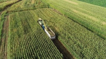 Bingöl Ovası'nda atıl araziler silajlık mısır üretimiyle canlandı